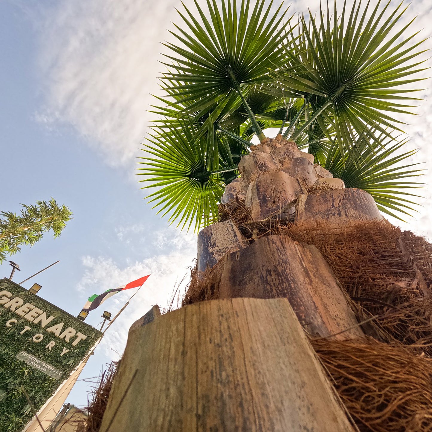 Luxury artificial Washingtonia palm 400cm perfect for landscape design and commercial spaces