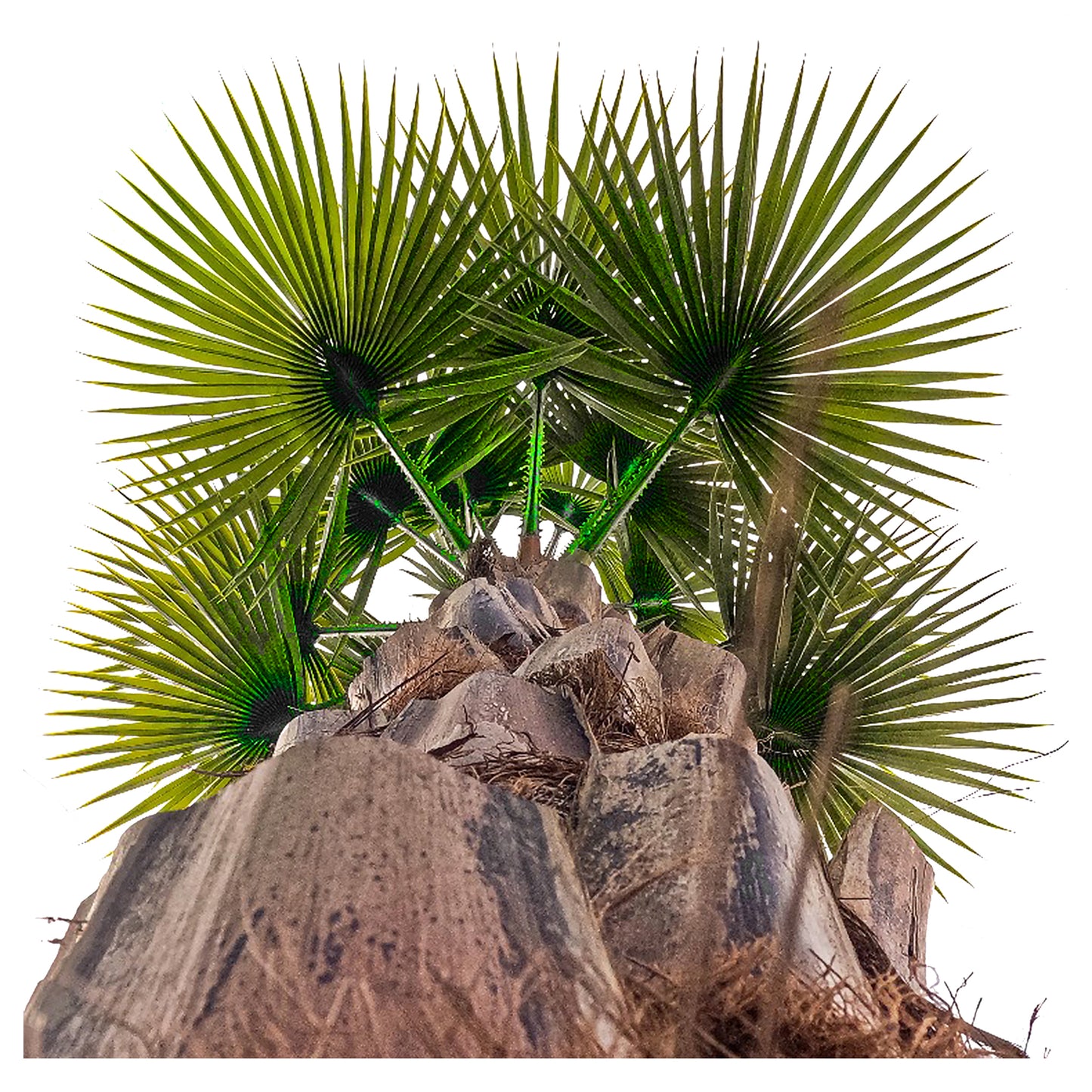 Large artificial Washingtonia palm tree 400cm designed for outdoor landscaping and commercial projects