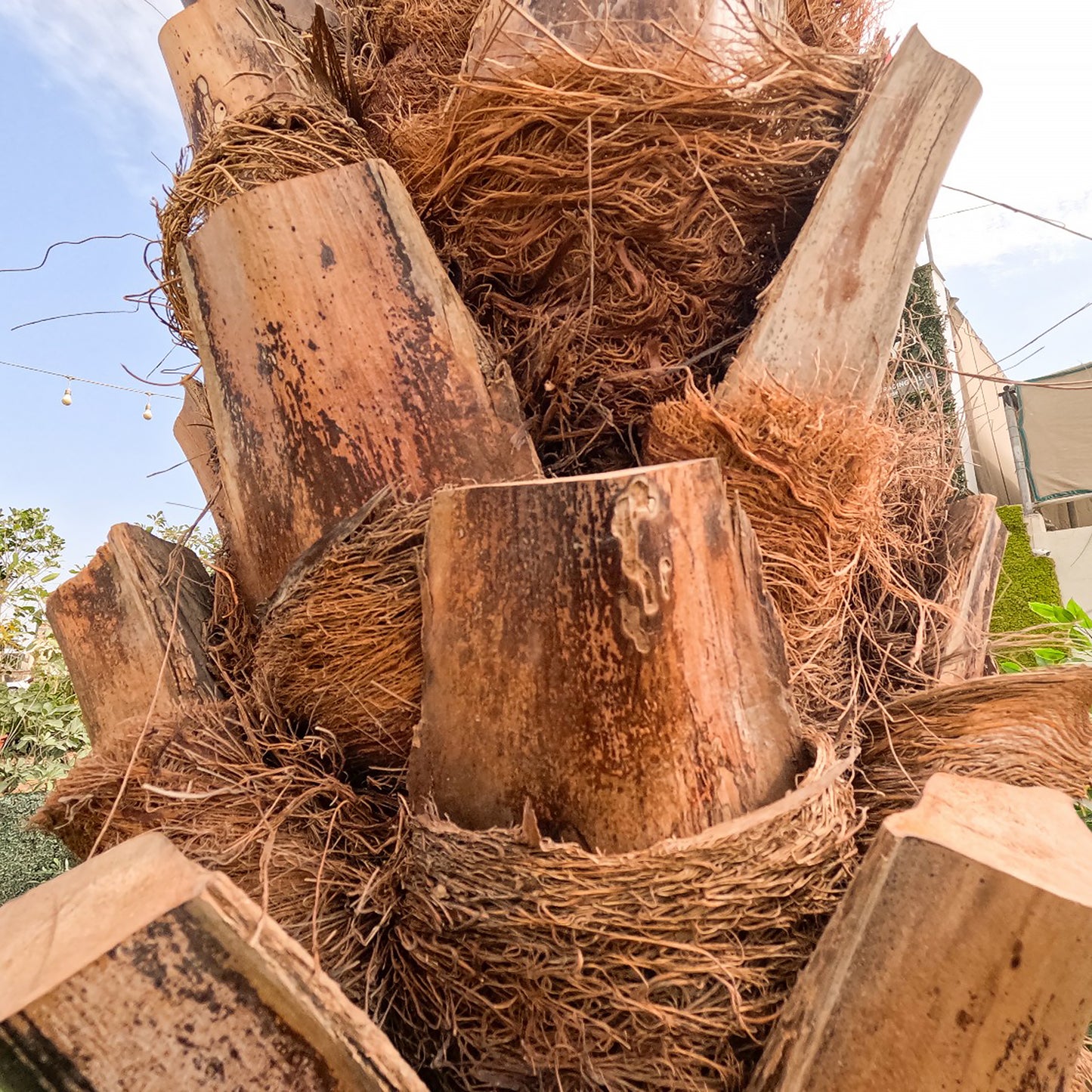 Premium artificial Washingtonia palm 400cm with supply and installation services available