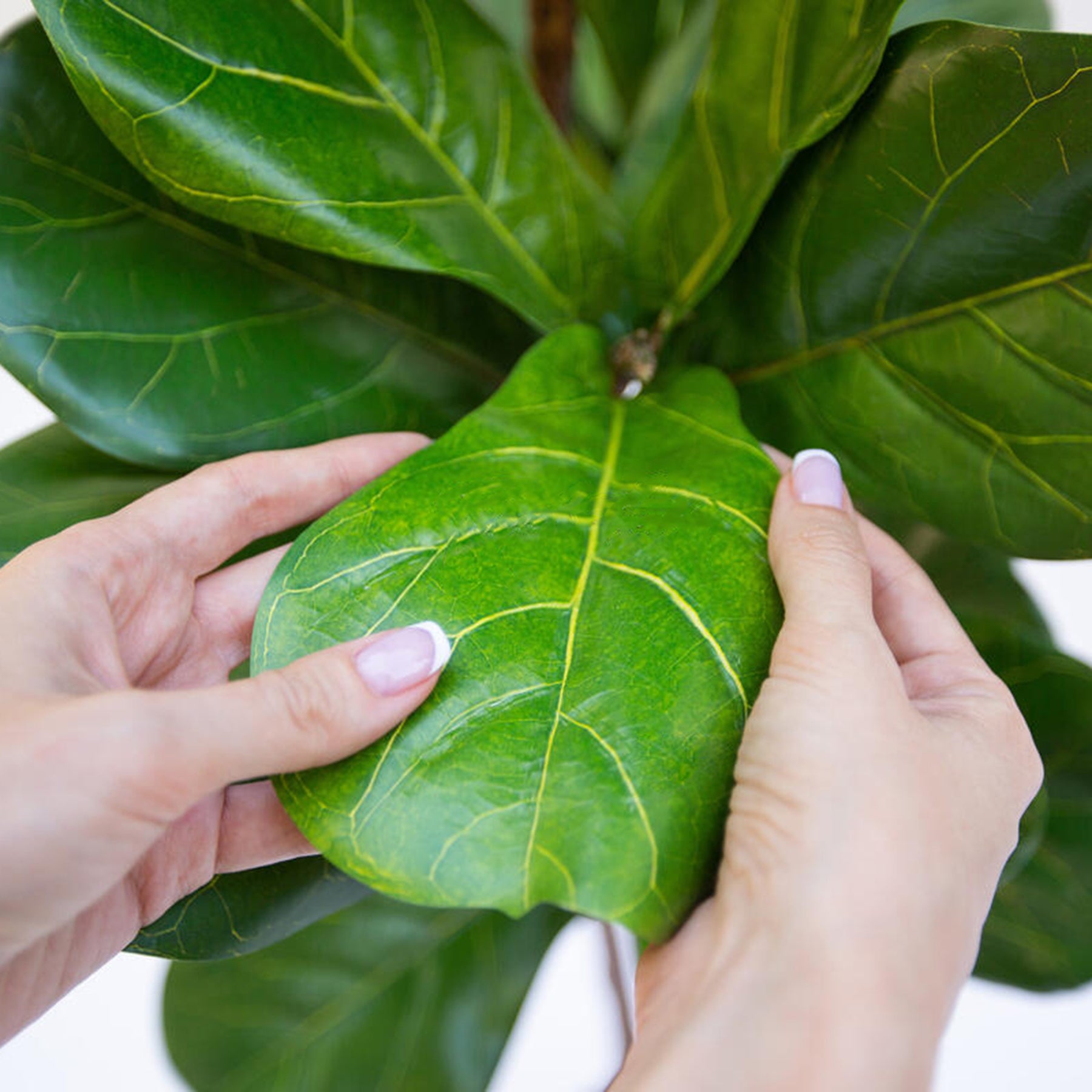 Artificial Ficus Lyrata 140cm - Green, also known as the Fiddle Leaf Fig Tree, a premium faux plant designed to bring a modern, tropical touch to any interior.