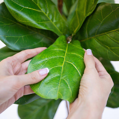 Artificial Ficus Lyrata 140cm - Green, also known as the Fiddle Leaf Fig Tree, a premium faux plant designed to bring a modern, tropical touch to any interior.